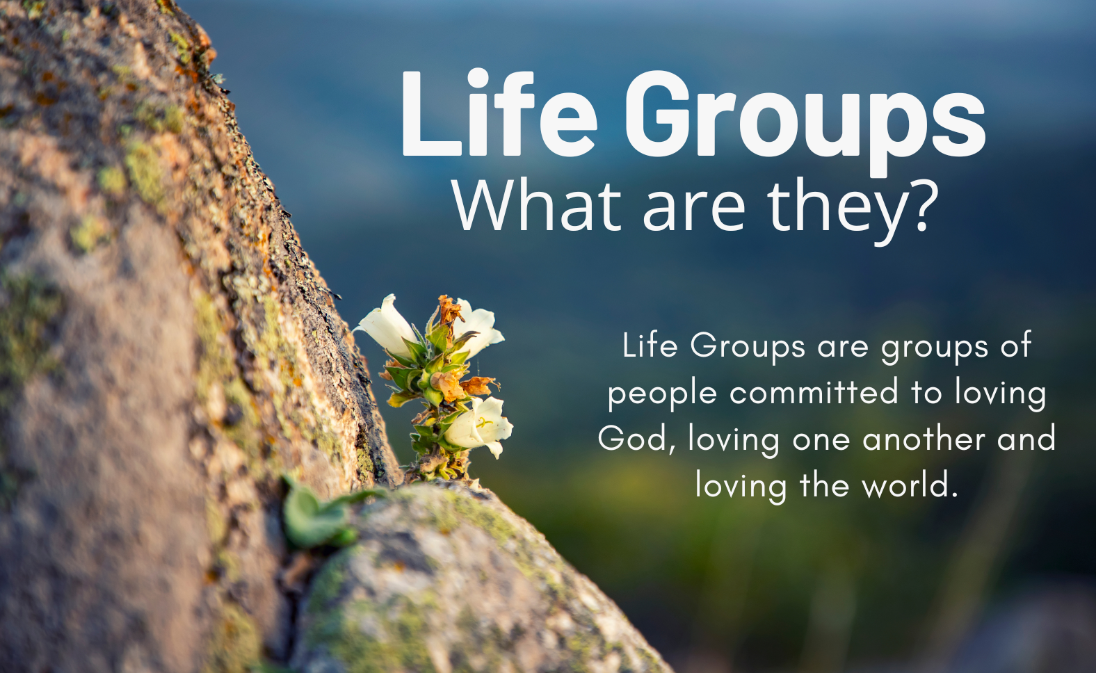 Life groups1